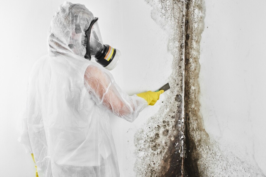 Mold Remediation by PuroClean of San Fernando