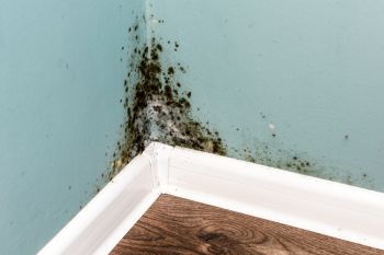 Mold Remediation in San Fernando, California by PuroClean of San Fernando